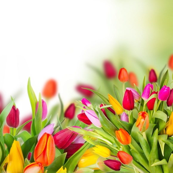 Meet your Posher, Carol - Picture 1 of 1